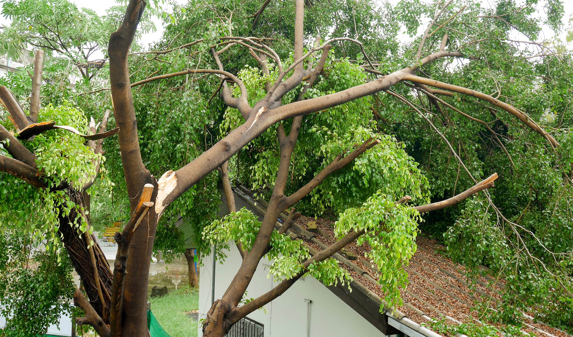 Tree branches broken and fallen onto a white roof, leaves are green, sky is overcast - Wilmington Island, GA