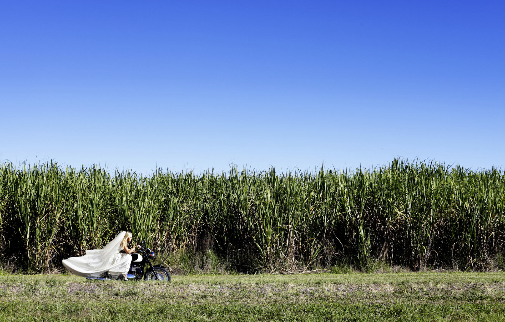 A bride in a wedding gown on a motorcycle speeding down a lone road with cornstalks in the back.