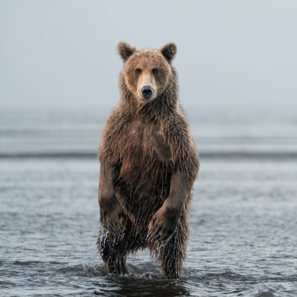 Alaskan Brown Bear — Grand Rapids, MI — Safari Club International Michigan Chapter
