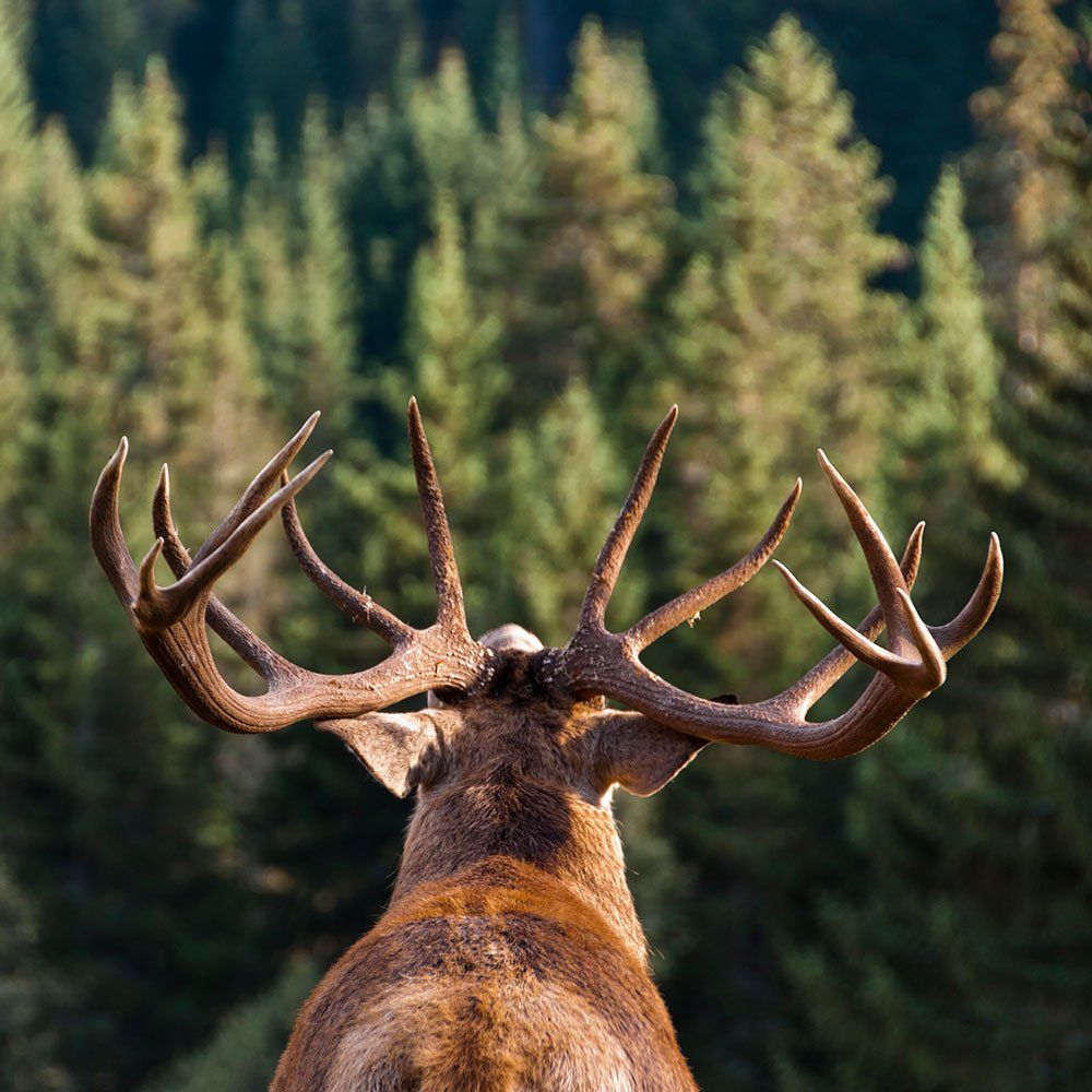 Male Deer — Grand Rapids, MI — Safari Club International Michigan Chapter