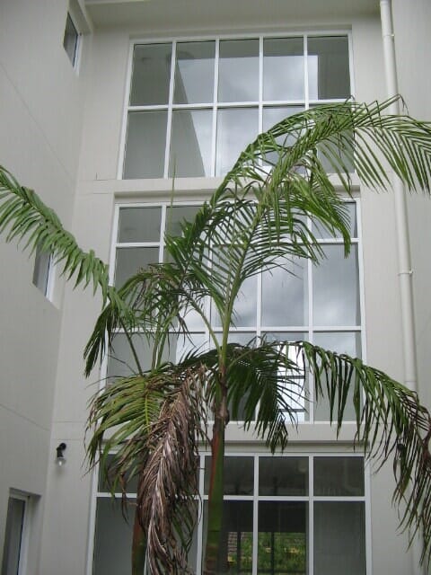 Commercial glass with palm tree — Installing, repairing and manufacturing glass in Cessnock, NSW