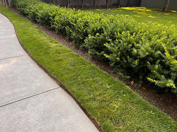 A concrete sidewalk borders a strip of green grass and a row of dense, bright green evergreen shrubs