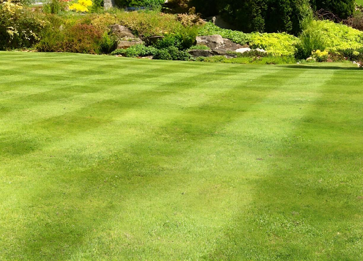 A vibrant, manicured lawn with light and dark green stripes, backed by a lush garden with rocks and shrubs