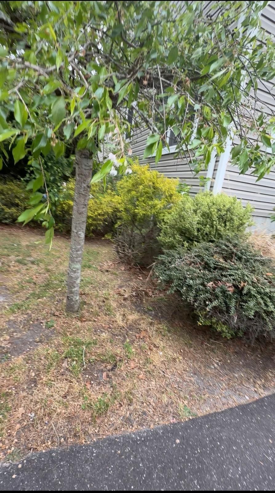 Small landscaped yard with a young tree, shrubs, mulch, and a walkway beside a house