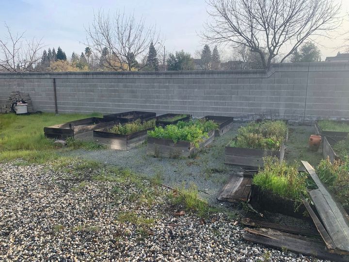 A backyard vegetable garden with several raised planting beds arranged in rows on a gravel ground against a concrete wall.