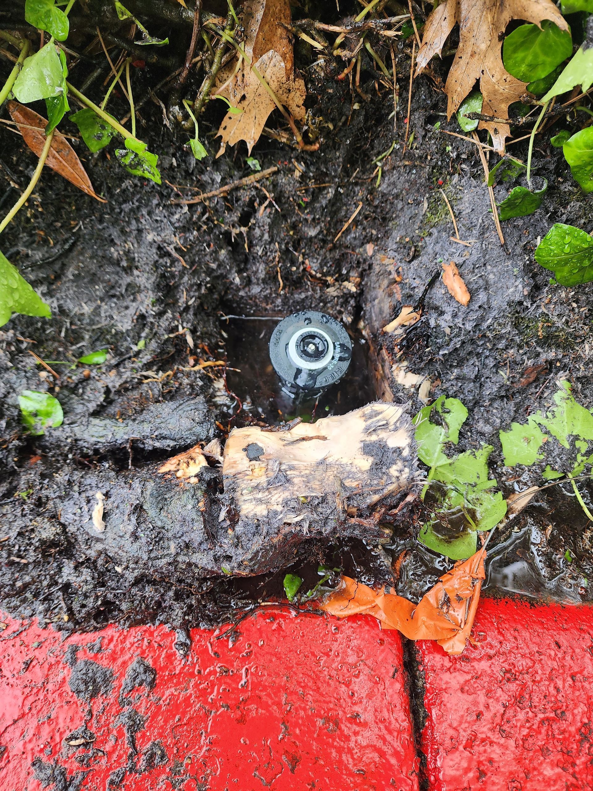 A sprinkler head recessed in mud and wood debris beside a red brick border, with surrounding leaves.