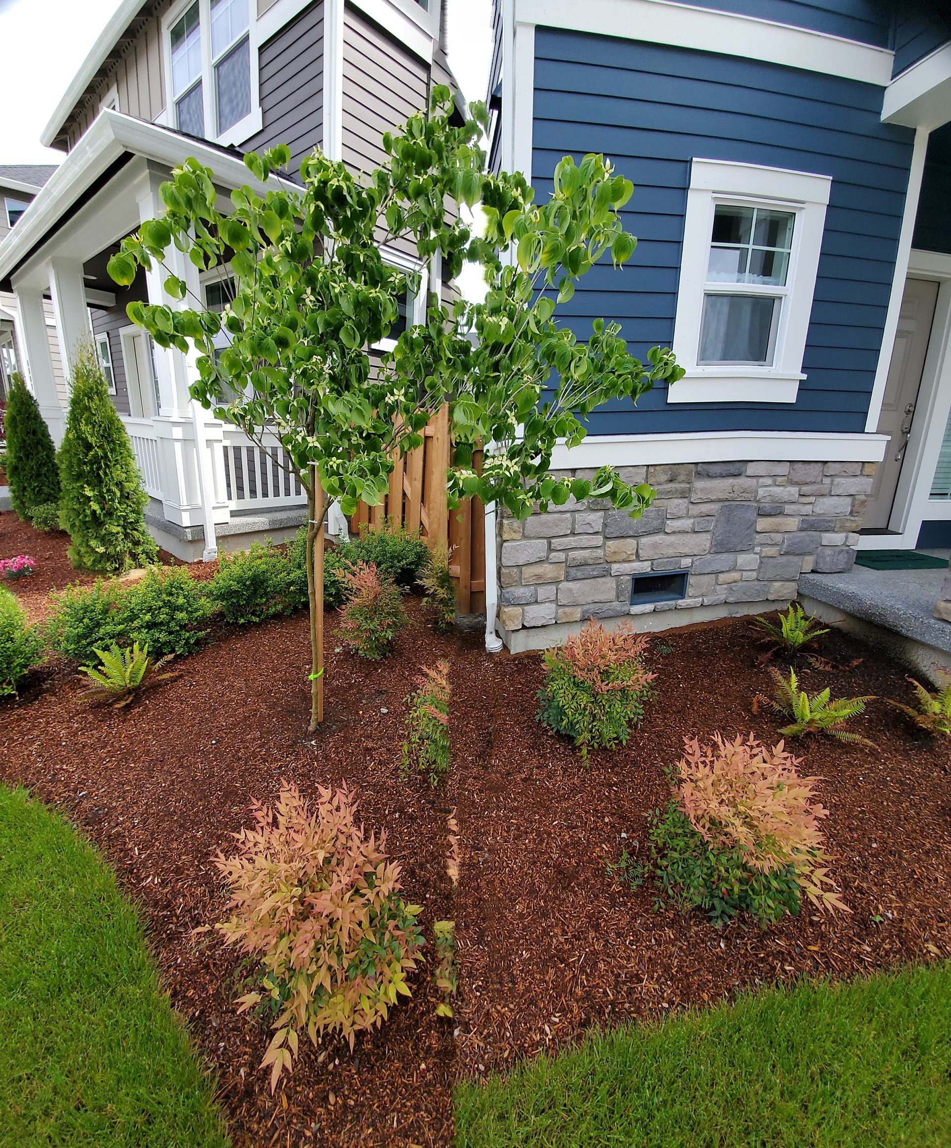 Landscaped yard with tree, shrubs, brown mulch, and blue siding house. Green lawn borders the garden.
