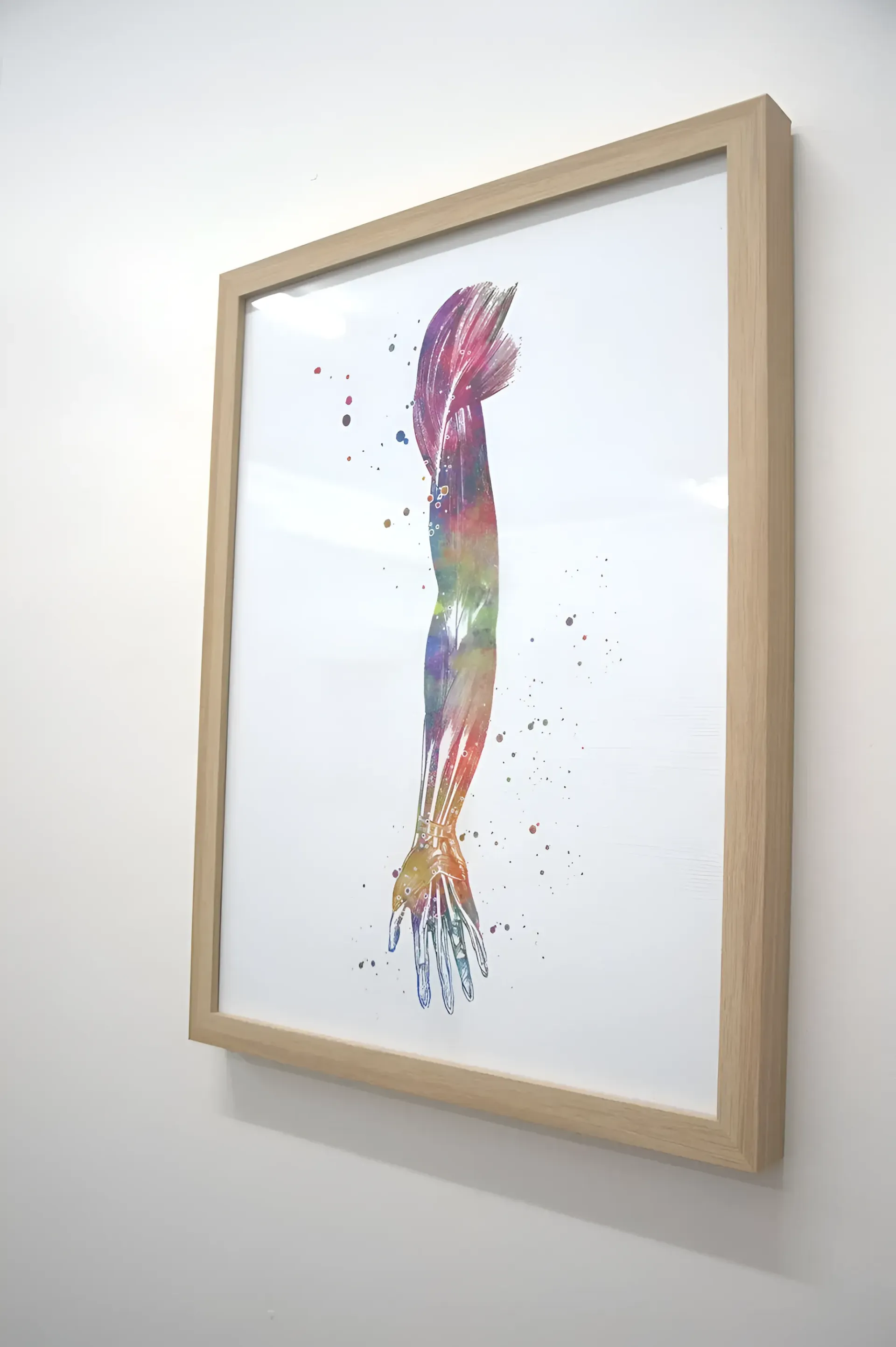 Framed Watercolor Print of an Arm, Displaying Muscle Anatomy — Barolin Physiotherapy Services in Bundaberg South, QLD