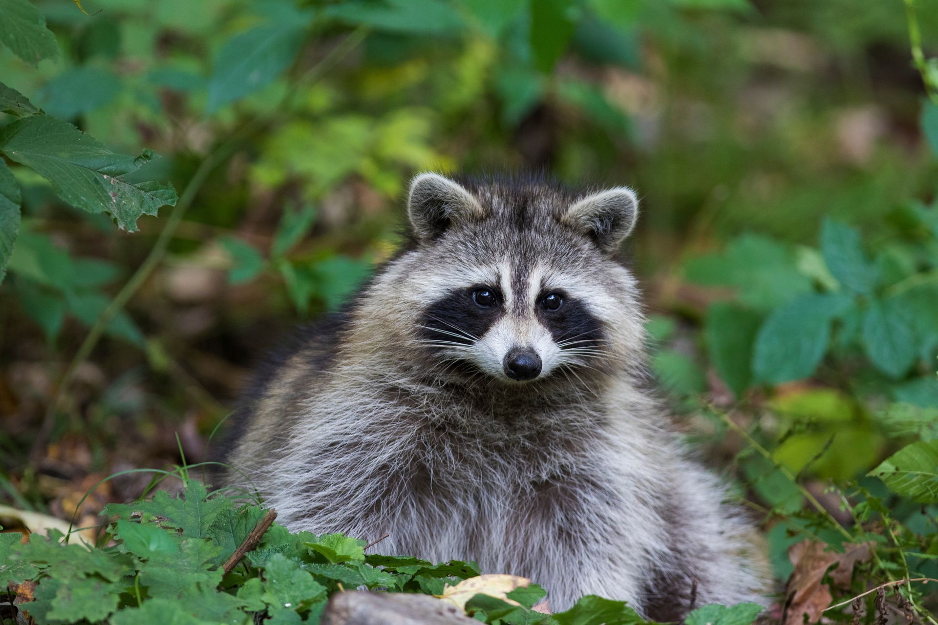 raccoon