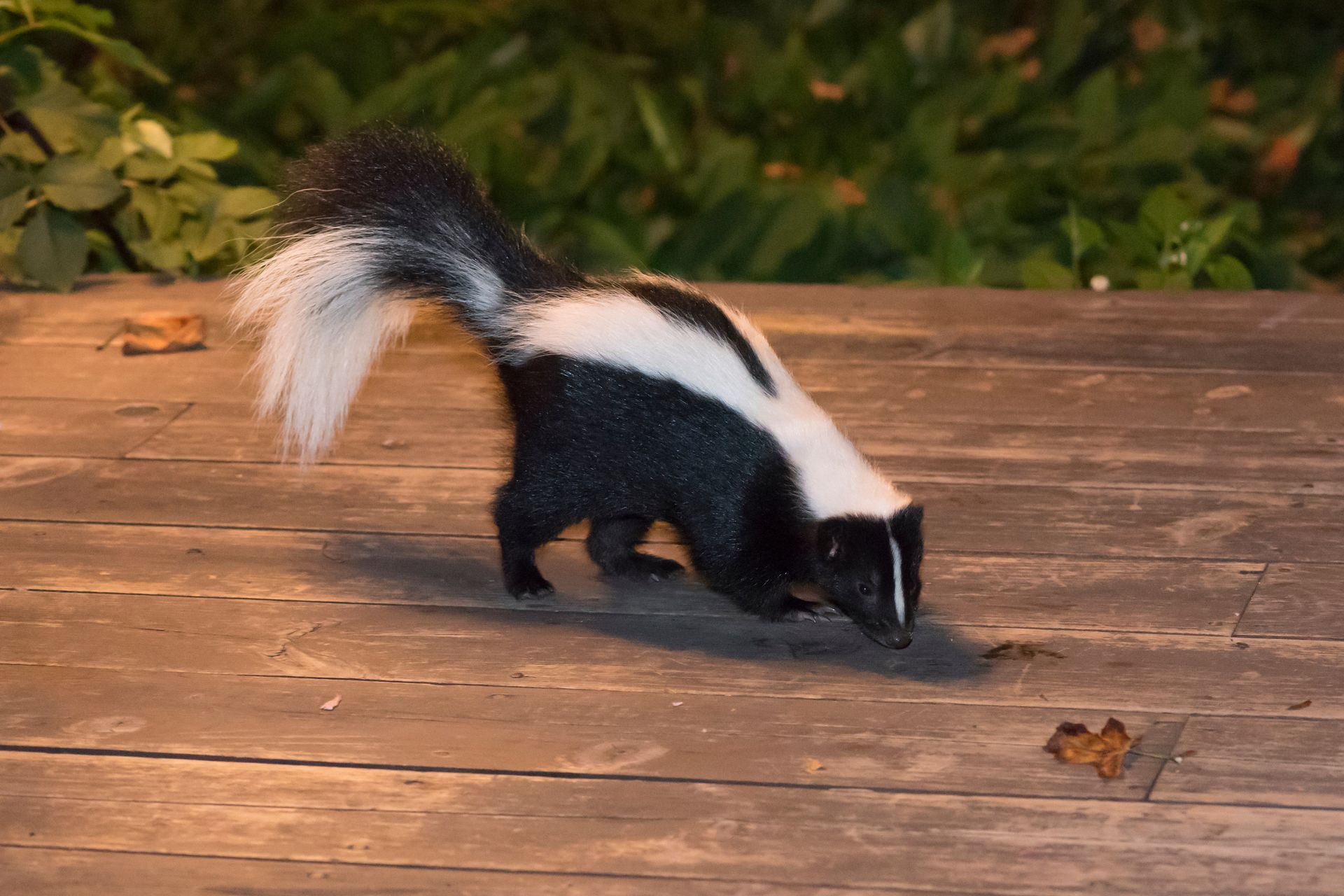 raccoon