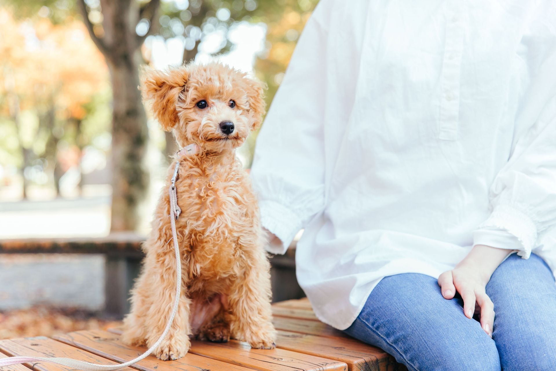 Small tan dog on a bench beside a person in a white shirt and blue jeans outdoors