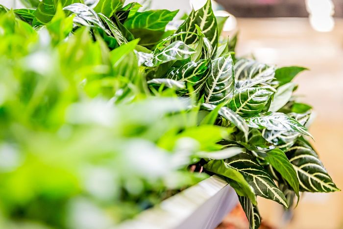 a bunch of green plants with white stripes on the leaves