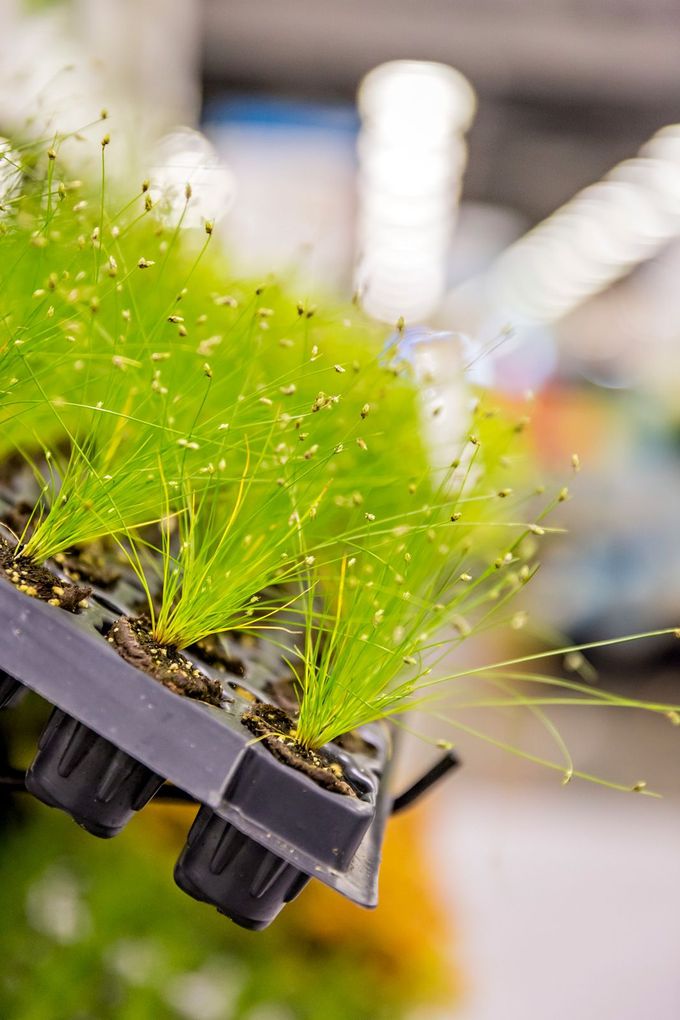a tray of small green plants with a blurry background
