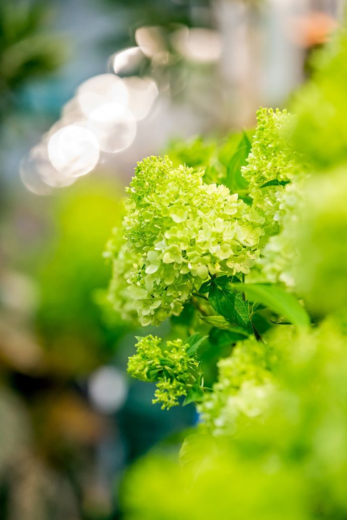 a bunch of green flowers with a blurry background