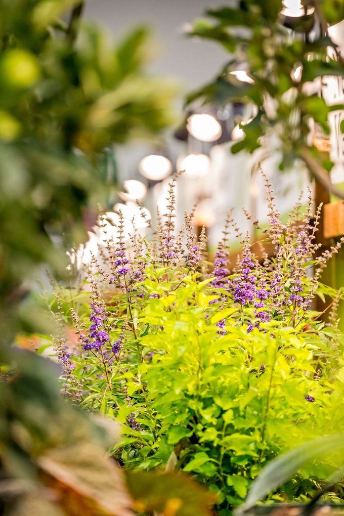 purple flowers are surrounded by green leaves in a garden