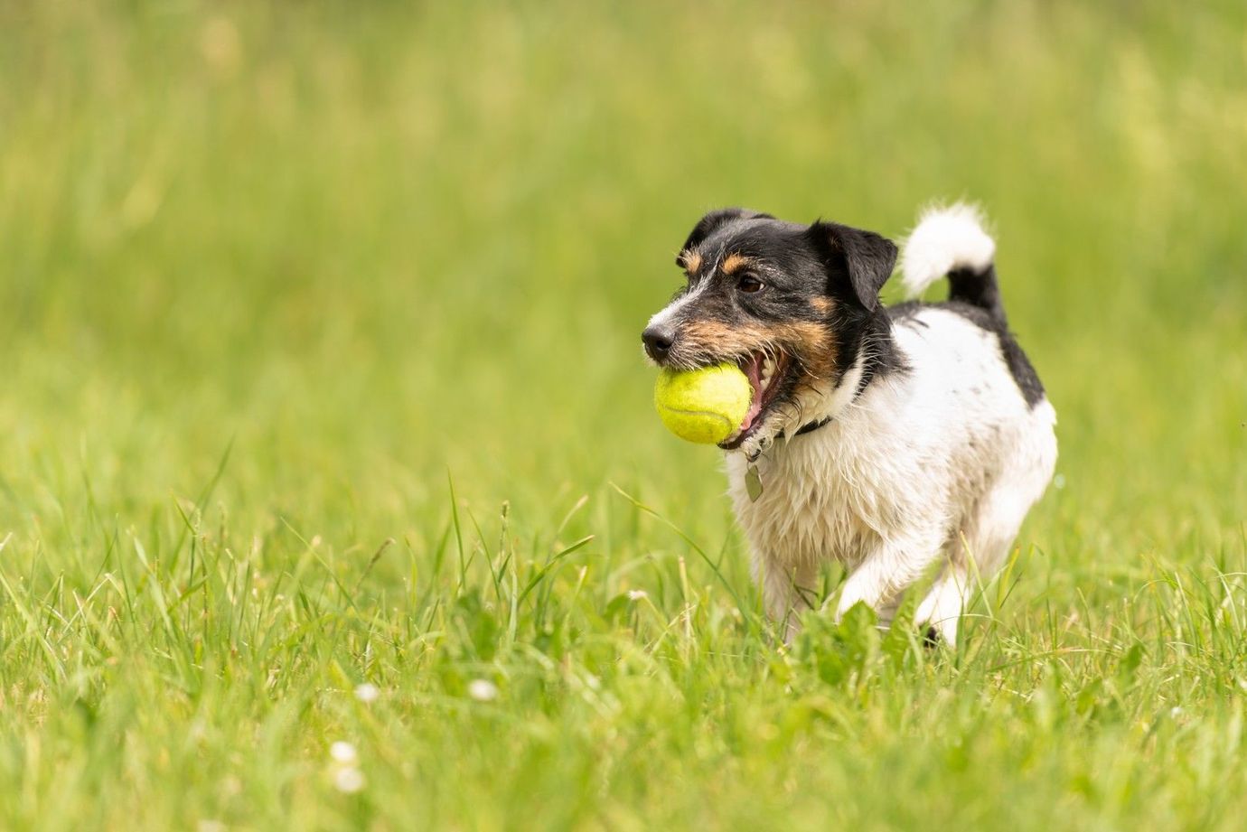 Un cagnolino corre con una pallina da tennis in bocca.