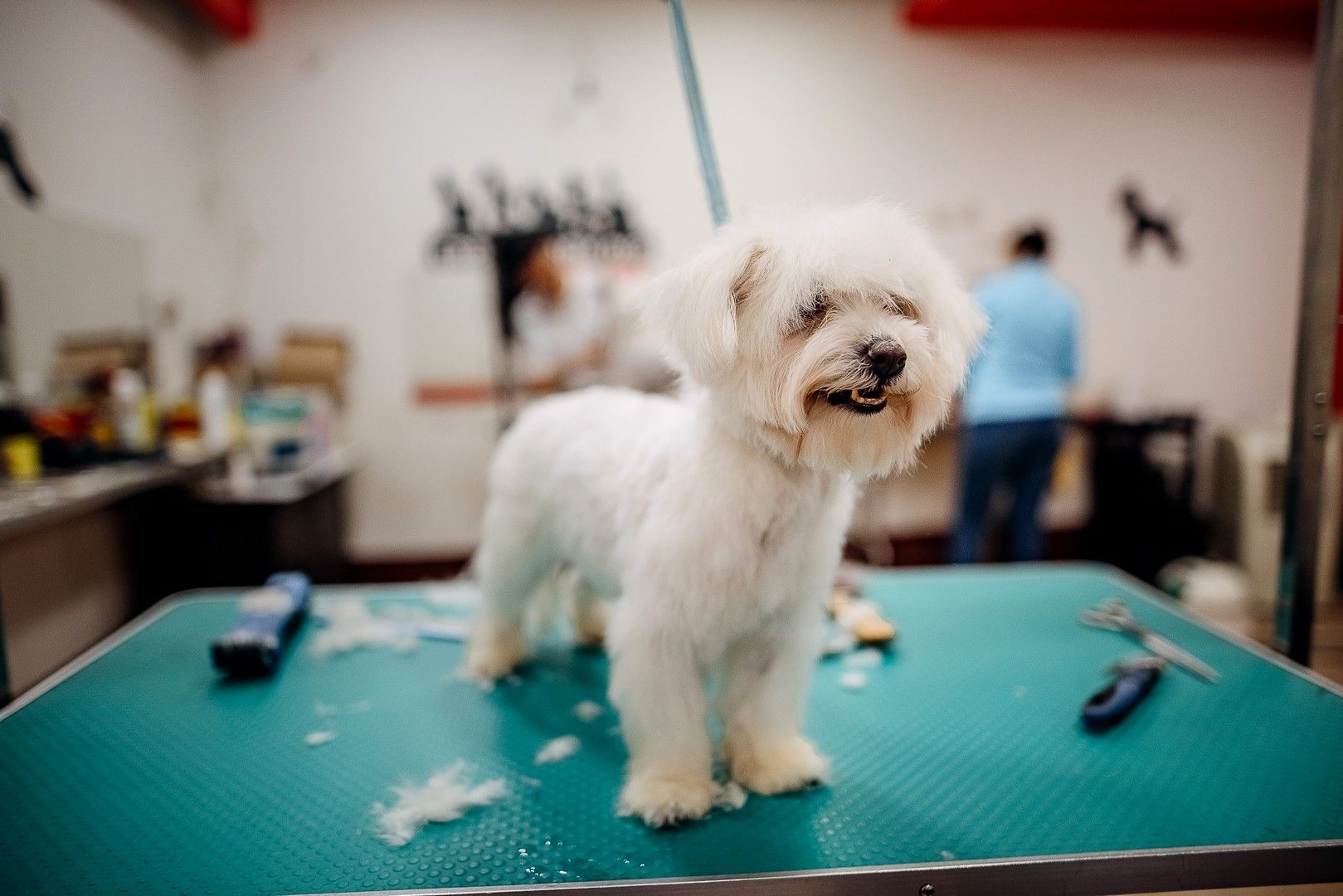 Un piccolo cane bianco è in piedi su un tavolo in un salone di toelettatura.