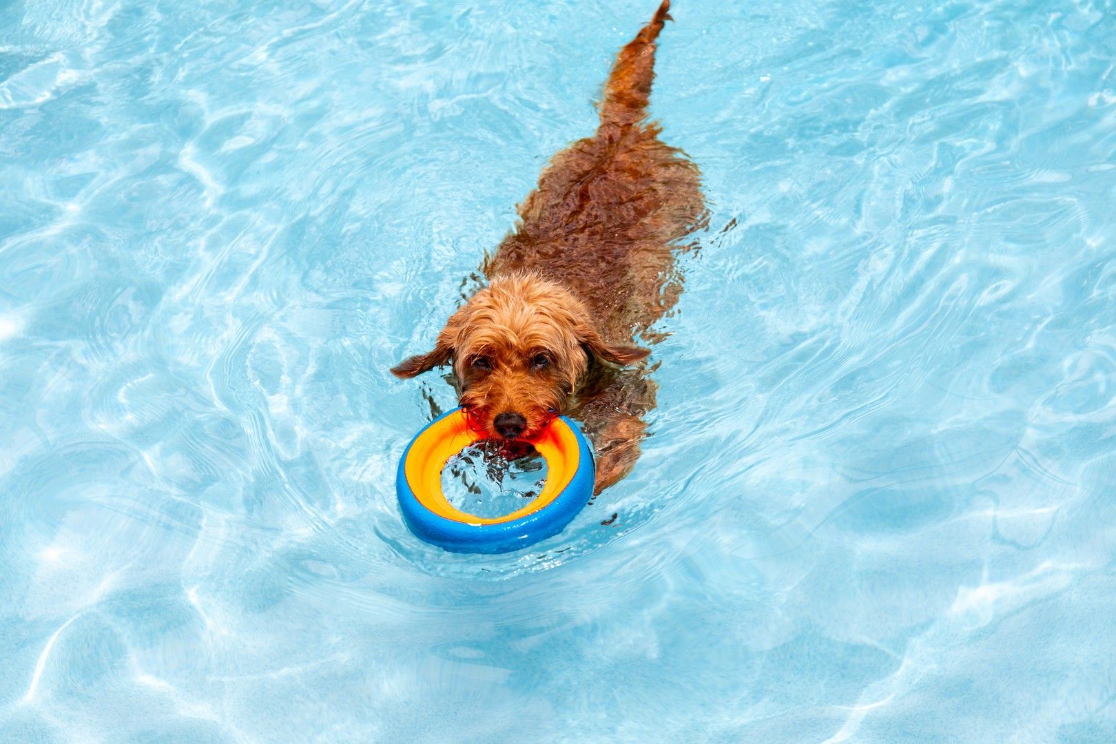 Un cane sta nuotando in una piscina con un giocattolo in bocca.