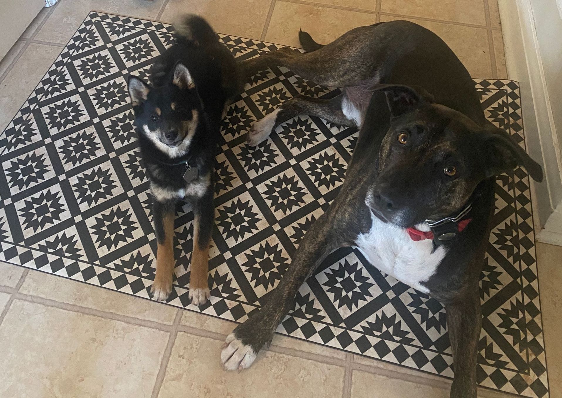 one puppy and a second older dog laying calmly beside each other