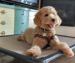 Puppy Trainer is teaching puppy to stay calm and listen