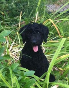 Dog Trainer is teaching puppy to stay calm and listen