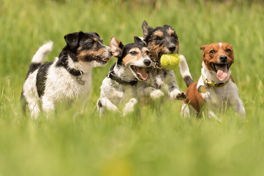 Puppy Training Hamilton