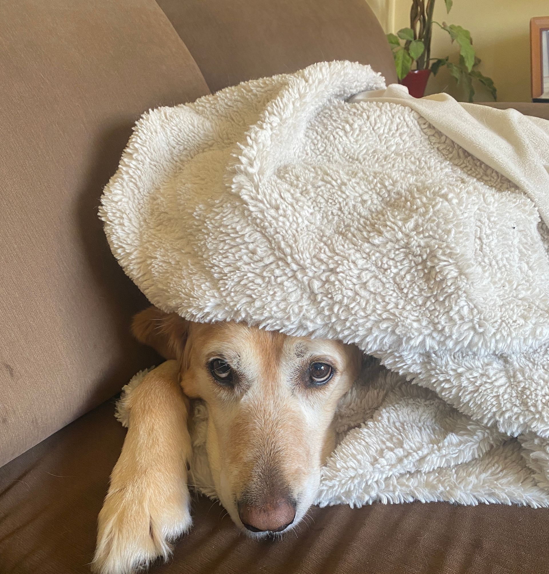 An older dog under a blanket  acting like a puppy again