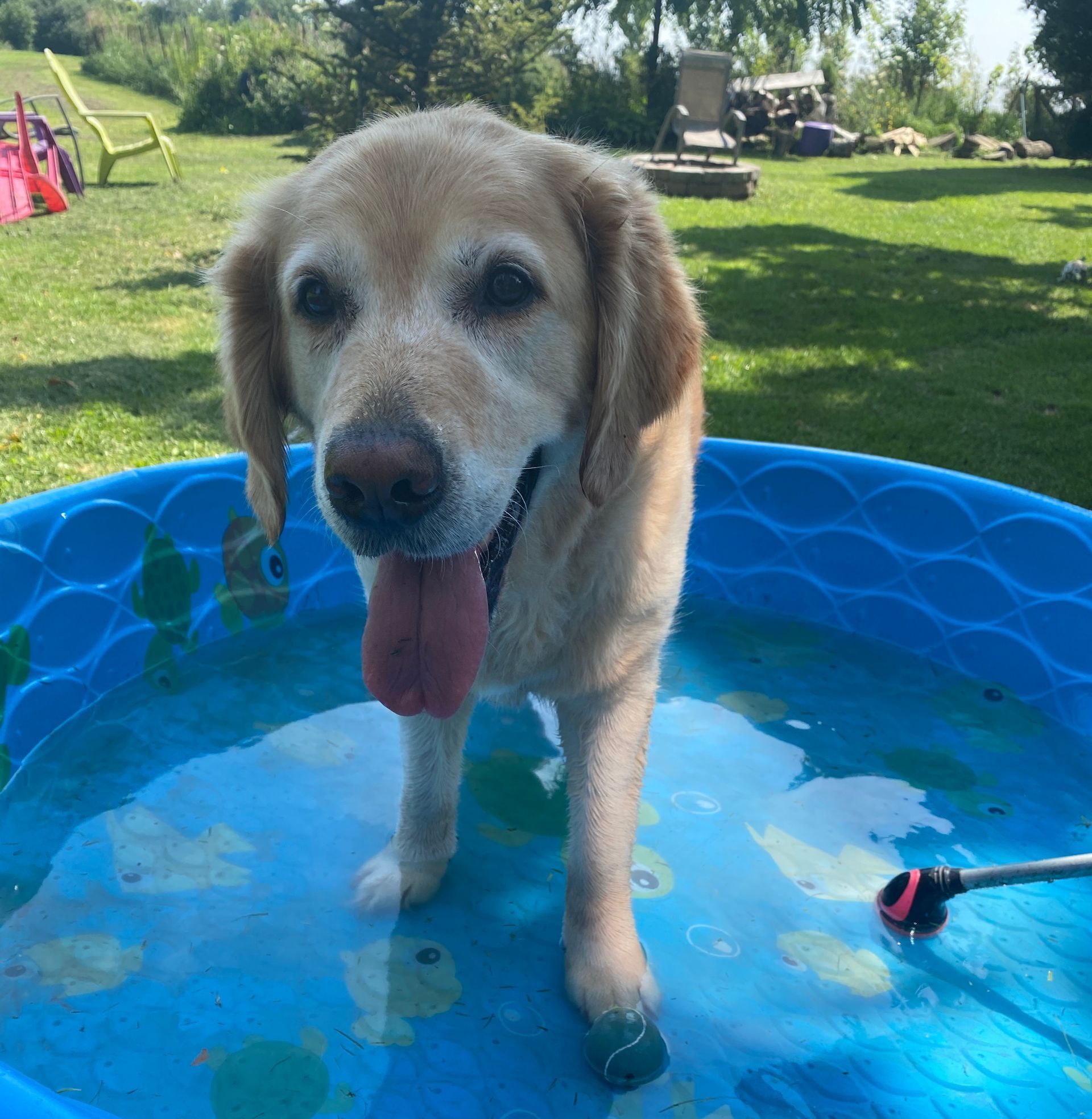 Teaching a dog how to love baths and stay calm during bath time