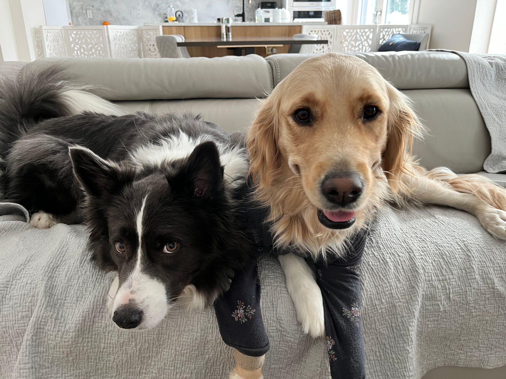 Two dogs playing together to socialize them to other dogs