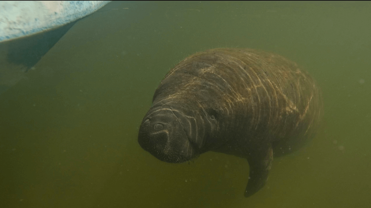 Manatee tours