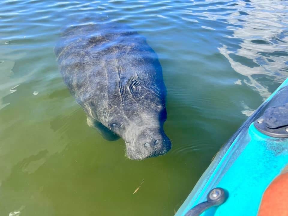 see manatees up close