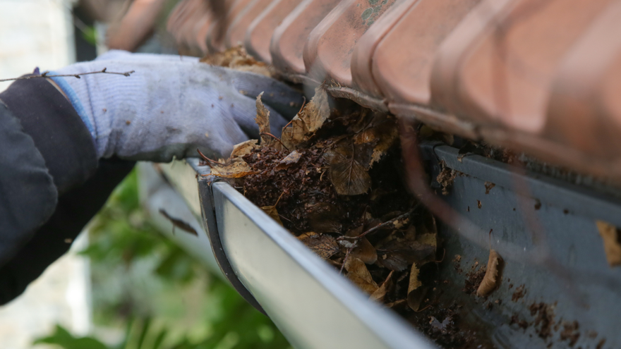 A person is cleaning a gutter from leaves on a roof.