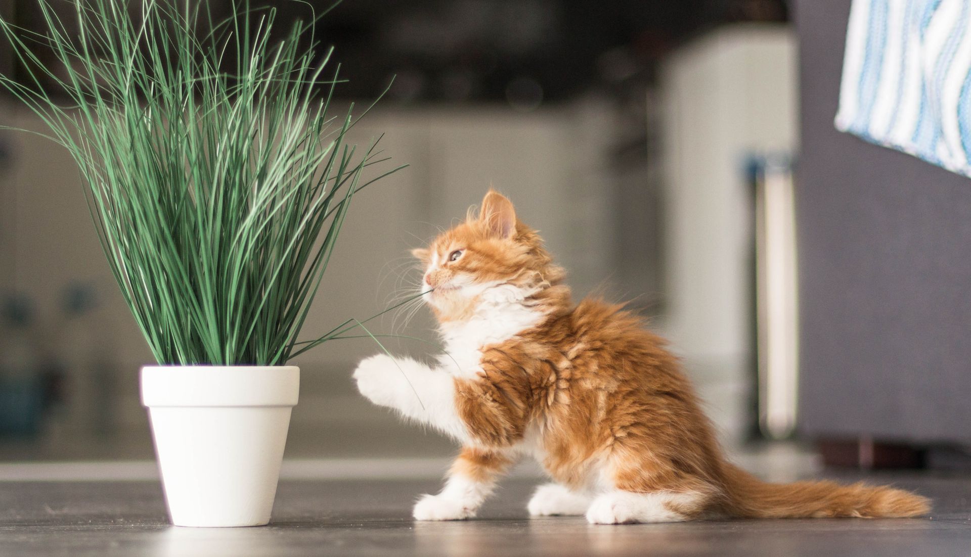 A kitten is playing with a potted plant on the floor.