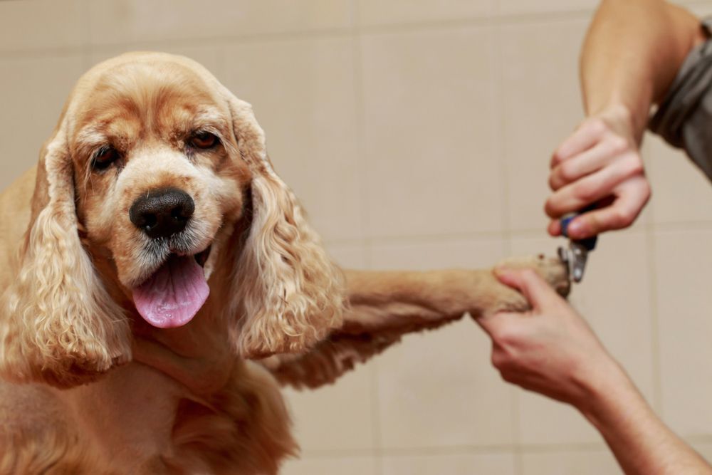 A Cocker Spaniel Is Getting Its Nails Trimmed By A Person — Doggy Diva Grooming In Tweed Heads West, NSW