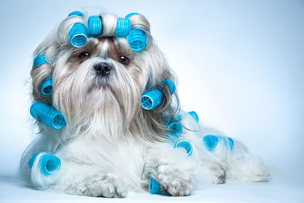 A Small White Dog With Blue Curlers In Its Hair — Doggy Diva Grooming In Ulmarra, NSW