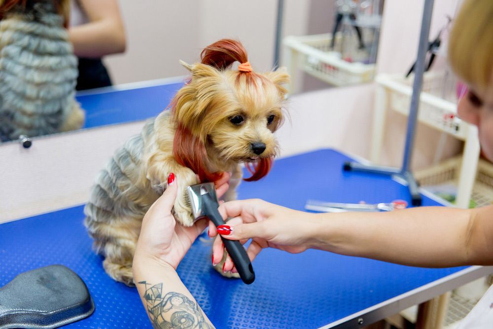 A Woman Is Grooming A Small Dog On A Blue Table — Doggy Diva Grooming In Tweed Heads West, NSW