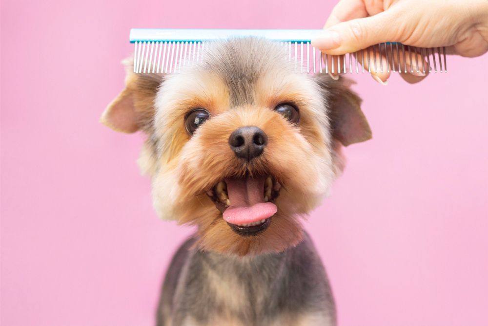 A Person Is Brushing A Small Dog With A Comb On A Pink Background — Doggy Diva Grooming In Tweed Heads West, NSW