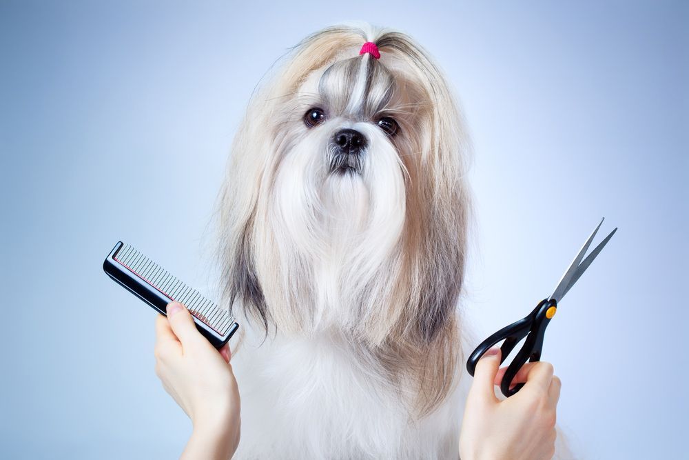 A Person Is Holding A Comb And Scissors In Front Of A Shih Tzu Dog — Doggy Diva Grooming In Tweed Heads West, NSW
