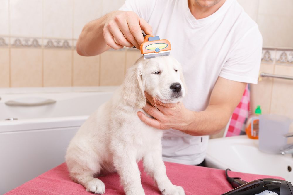 A Man Is Brushing A Puppy 's Fur With A Furminator — Doggy Diva Grooming In Lawrence, NSW