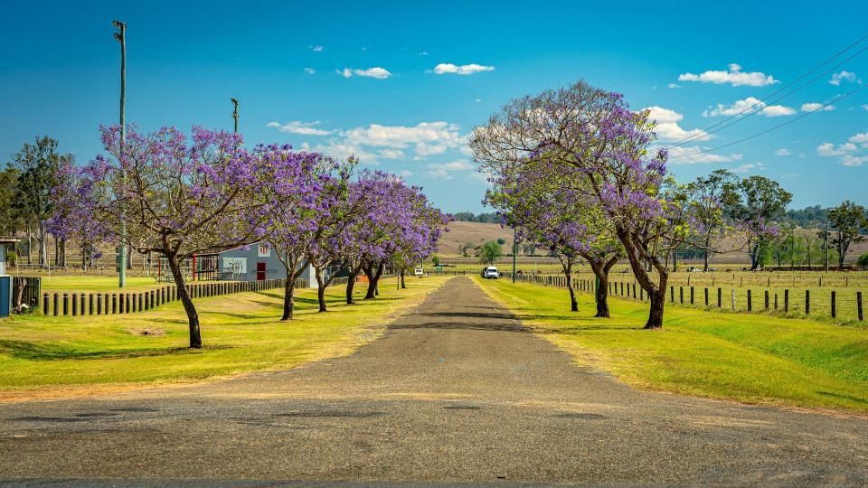 A Dirt Road Lined With Trees With Purple Flowers on a Sunny Day — Doggy Diva Grooming In Ulmarra, NSW