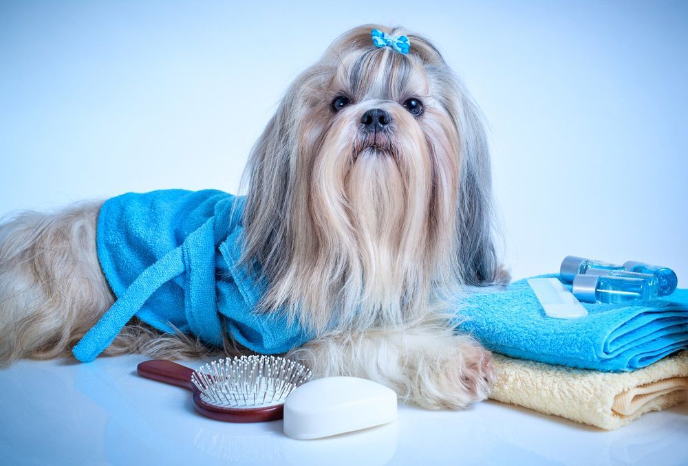 A Shih Tzu Dog Wearing A Blue Robe Is Laying Next To A Brush And Soap — Doggy Diva Grooming In Ulmarra, NSW