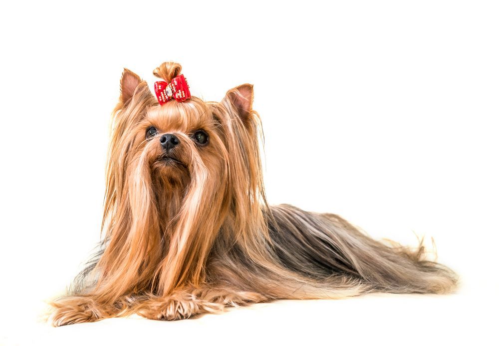 A Yorkshire Terrier With A Red Bow In Its Hair Is Laying Down — Doggy Diva Grooming In Grafton, NSW