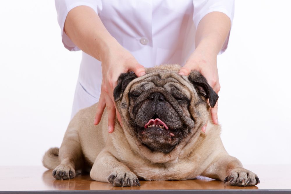 A Pug Dog Is Being Examined By A Veterinarian — Doggy Diva Grooming In Yamba, NSW