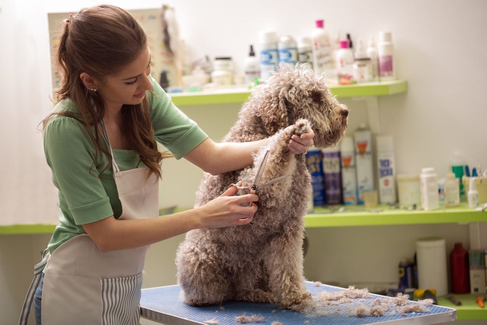A Woman Is Grooming A Small Dog On A Table — Doggy Diva Grooming In Maclean, NSW
