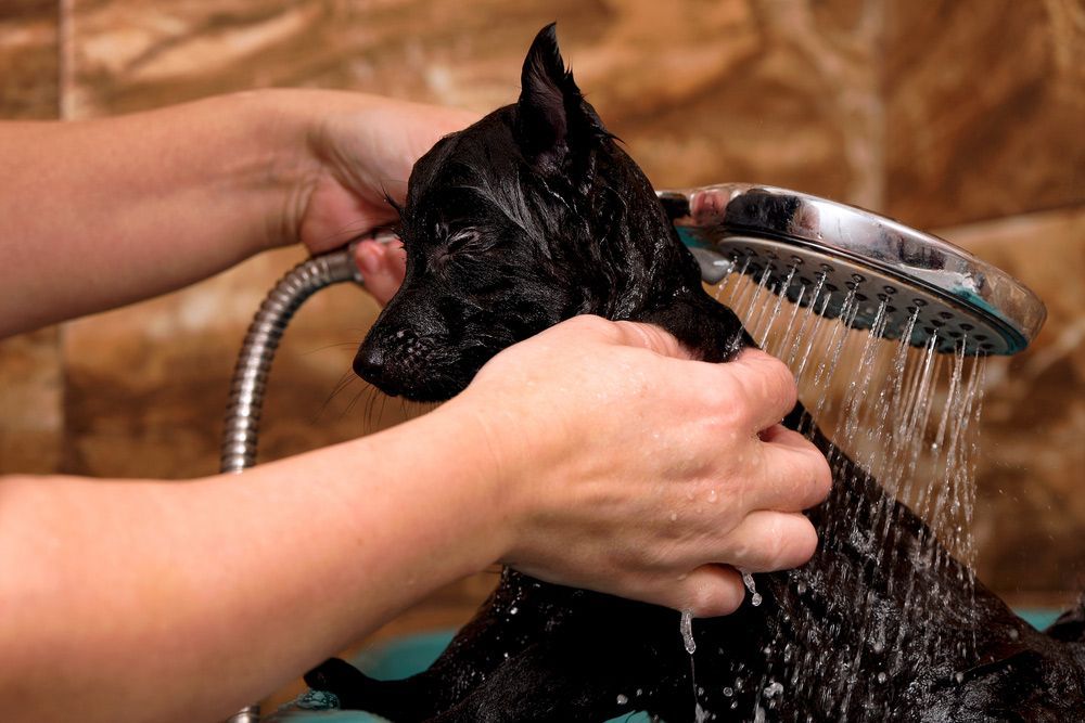 A Person Is Washing A Black Dog With A Shower Head — Doggy Diva Grooming In Tweed Heads West, NSW