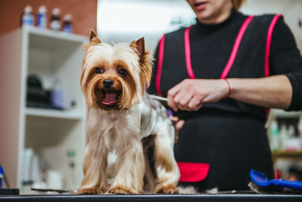 A Woman Is Grooming A Small Dog In A Salon — Doggy Diva Grooming In Yamba, NSW
