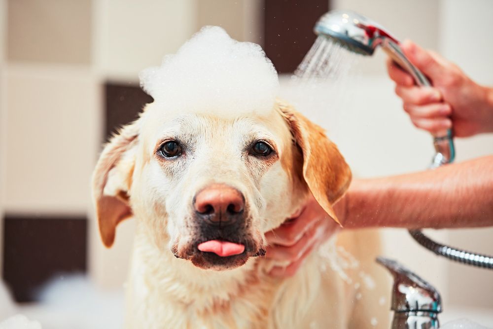A Person Is Washing A Dog In A Bathtub With A Shower Head — Doggy Diva Grooming In Tweed Heads West, NSW