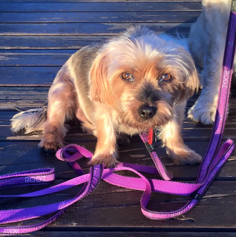A Small Brown And White Dog With A Purple Leash — Doggy Diva Grooming In Iluka, NSW