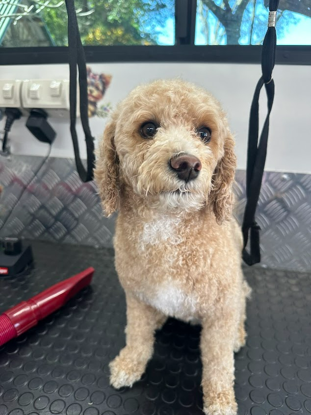 A Small Brown And White Dog Is Sitting On A Grooming Table — Doggy Diva Grooming In Tweed Heads West, NSW