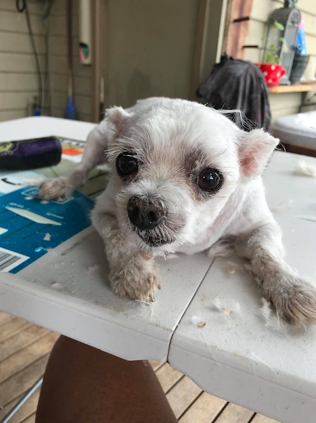 A Small White Dog Is Laying On A White Table — Doggy Diva Grooming In Iluka, NSW